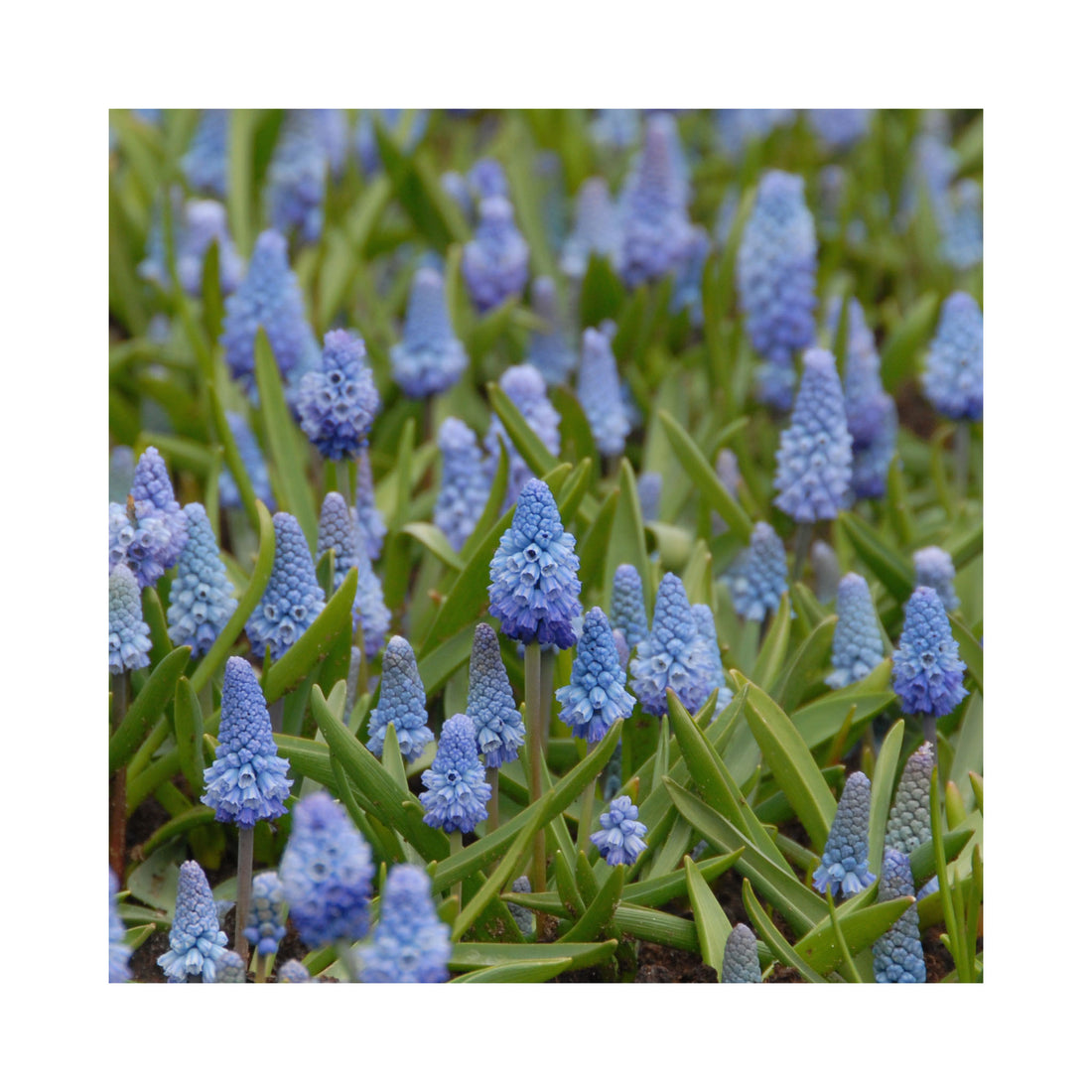 Muscari Azureum