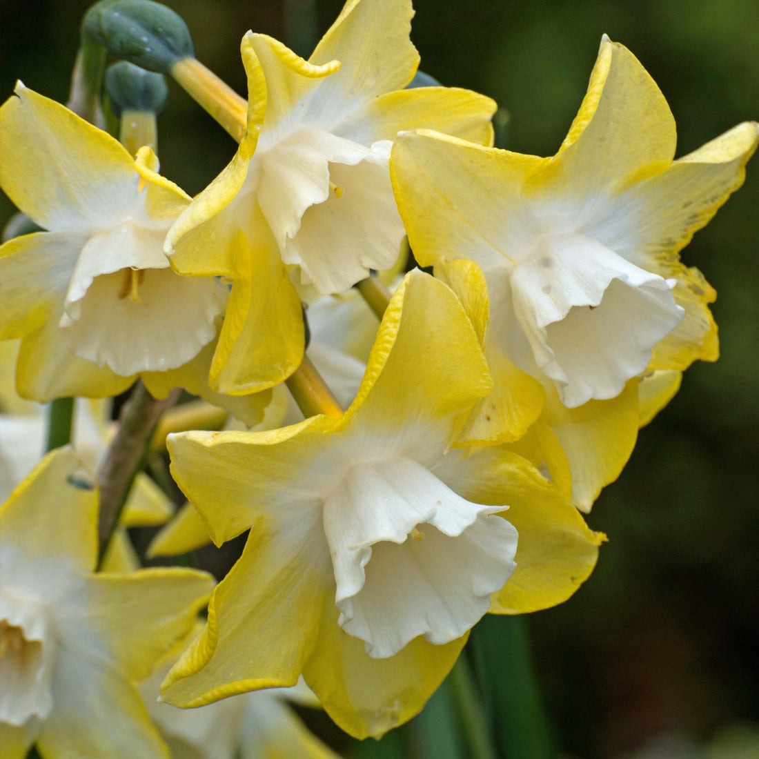 Narcissus Pipit