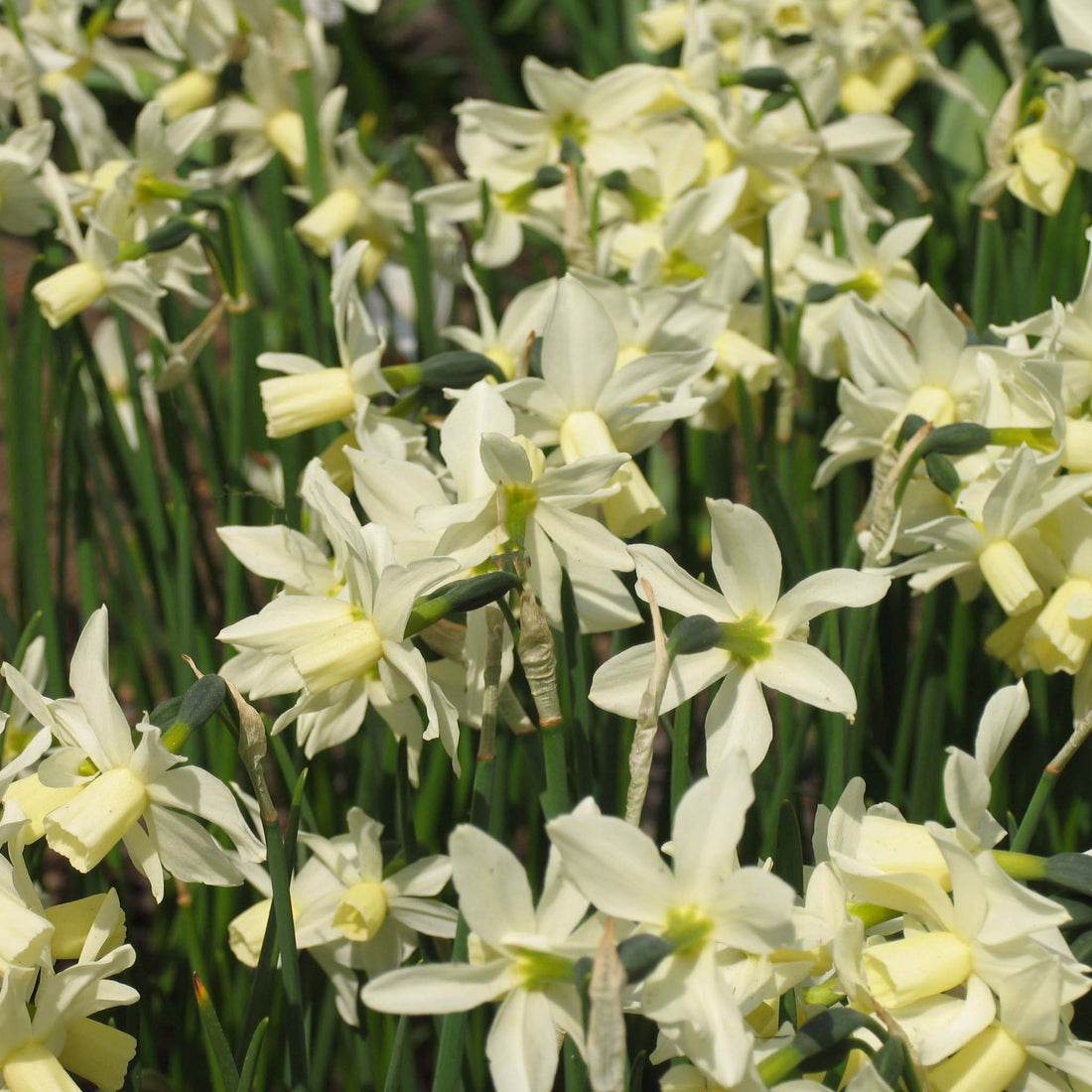 Narcissus Toto