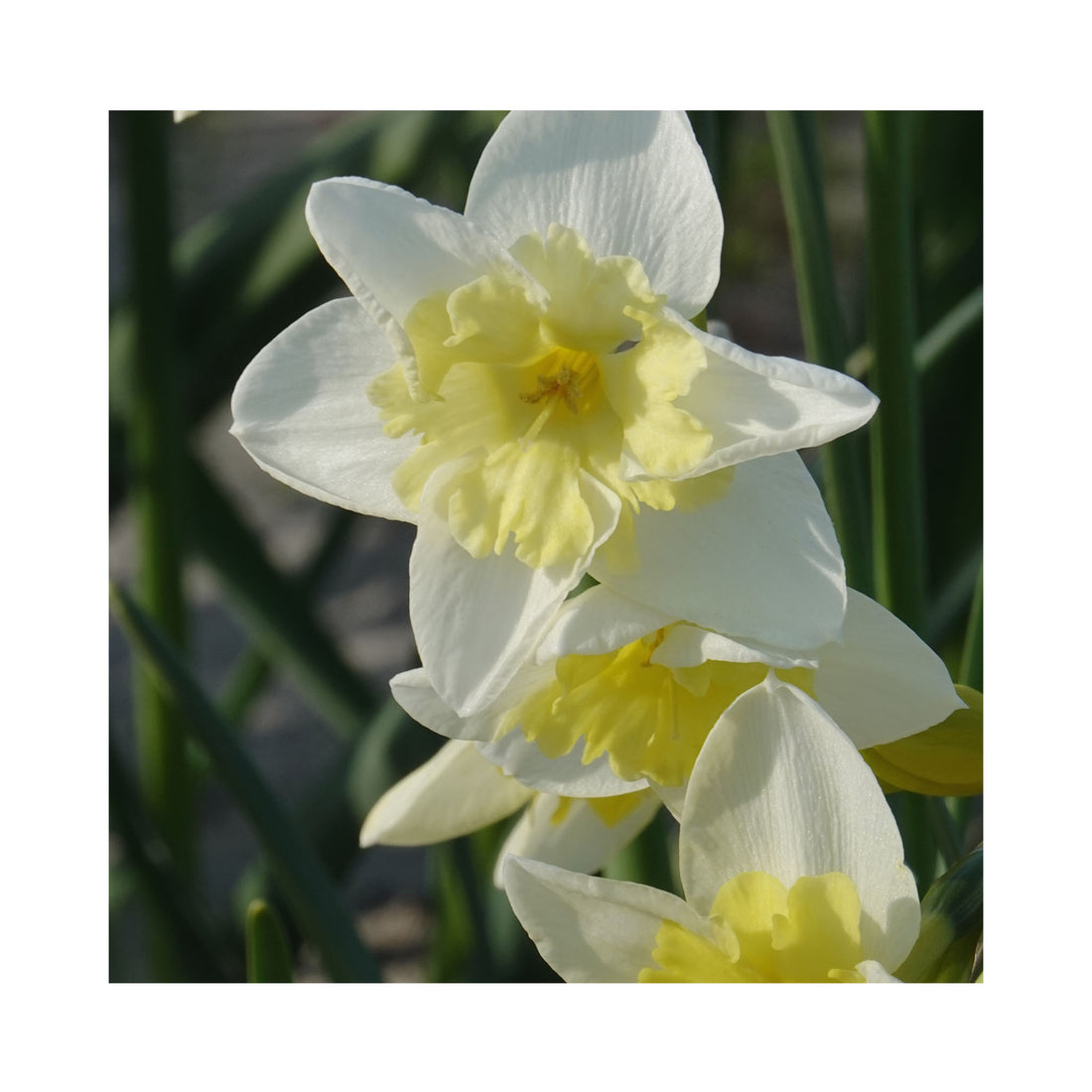 Narcissus Chanterelle