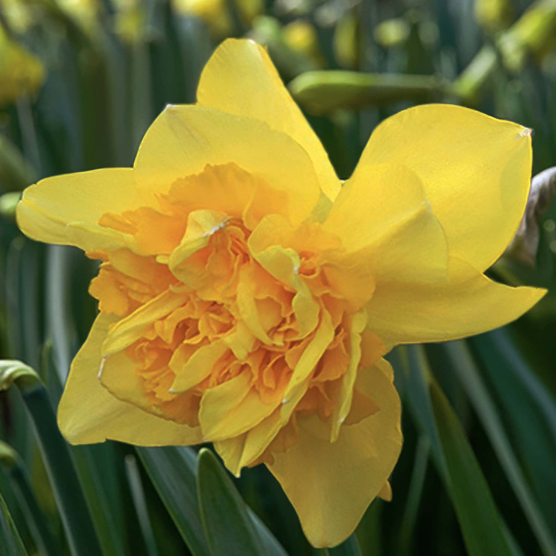 Narcissus Dick Wilden