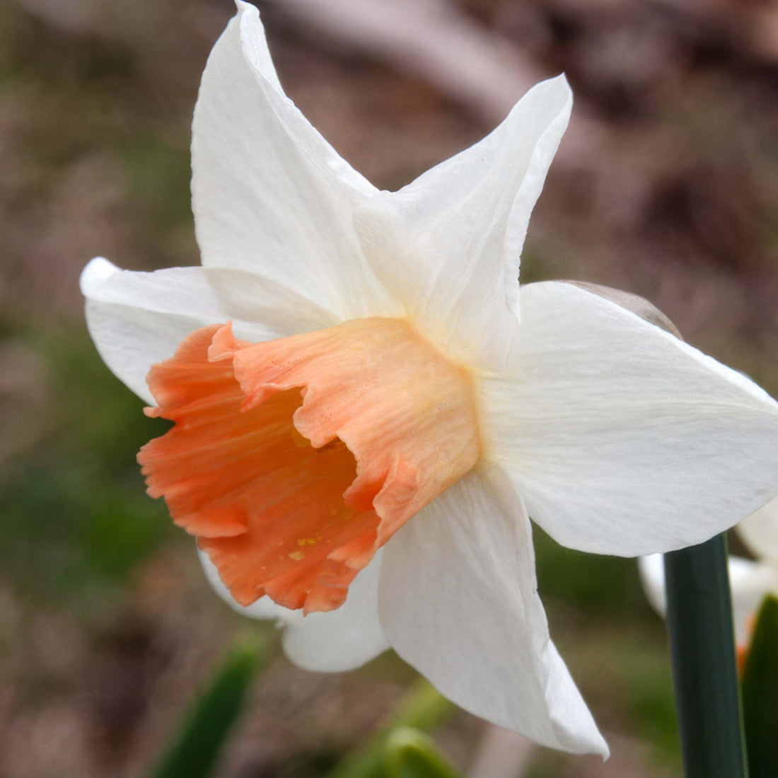 Narcissus Accent