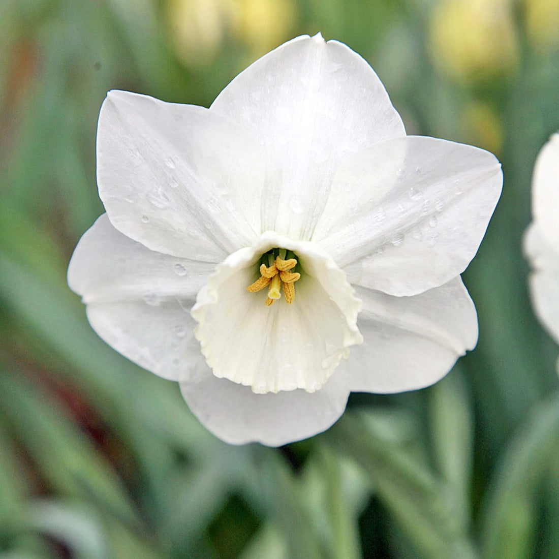 Narcissus Stainless