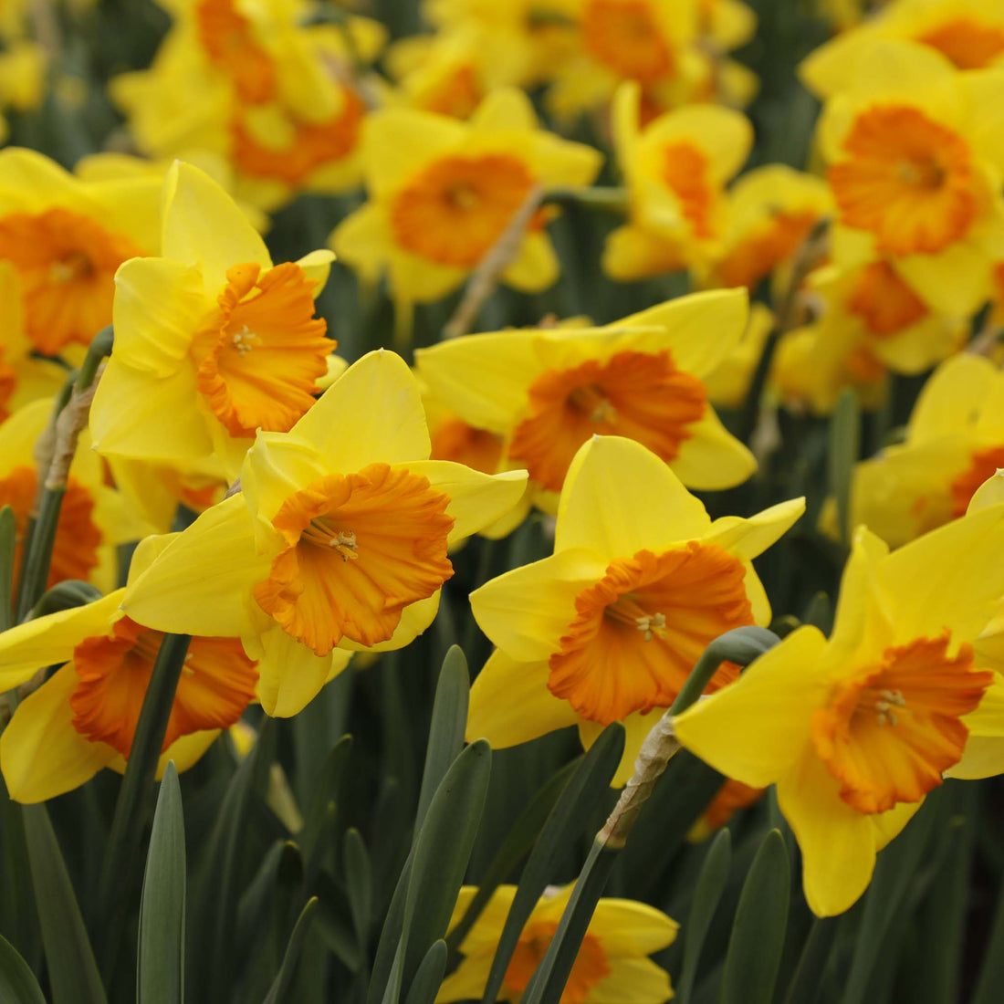 Narcissus Pride of Lions