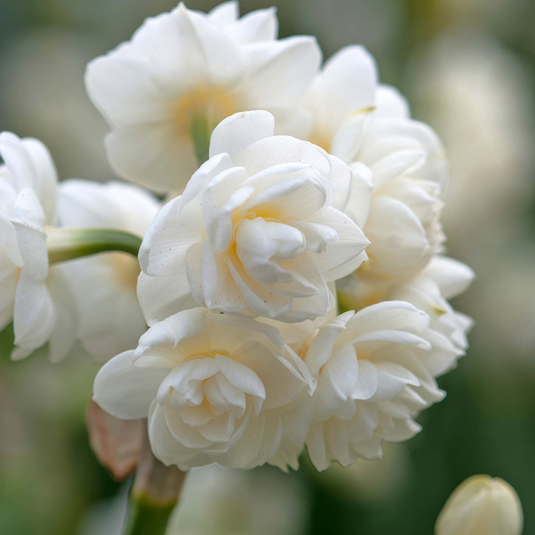Narcissus Cheerfulness