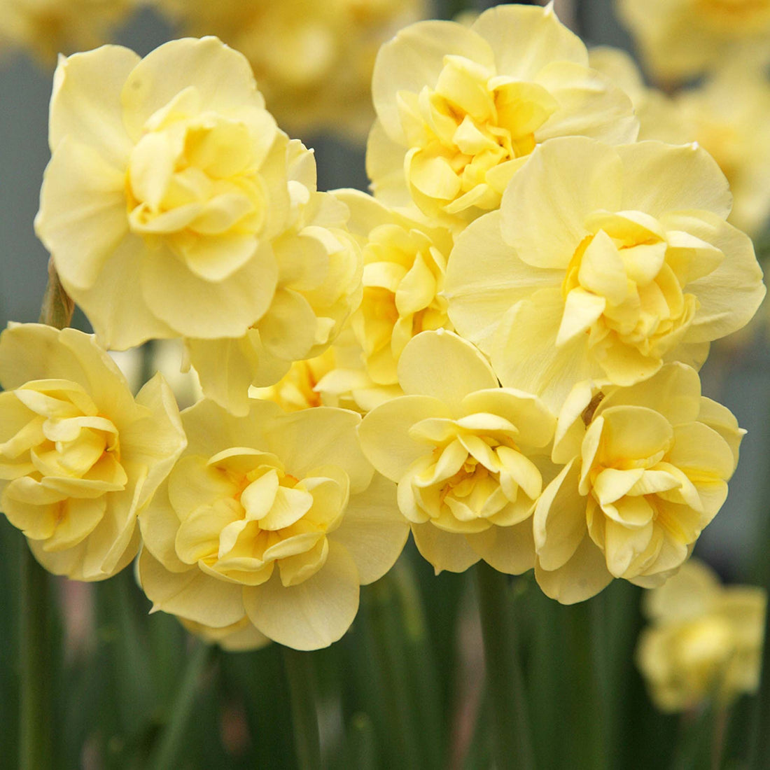 Narcissus Yellow Cheerfulness