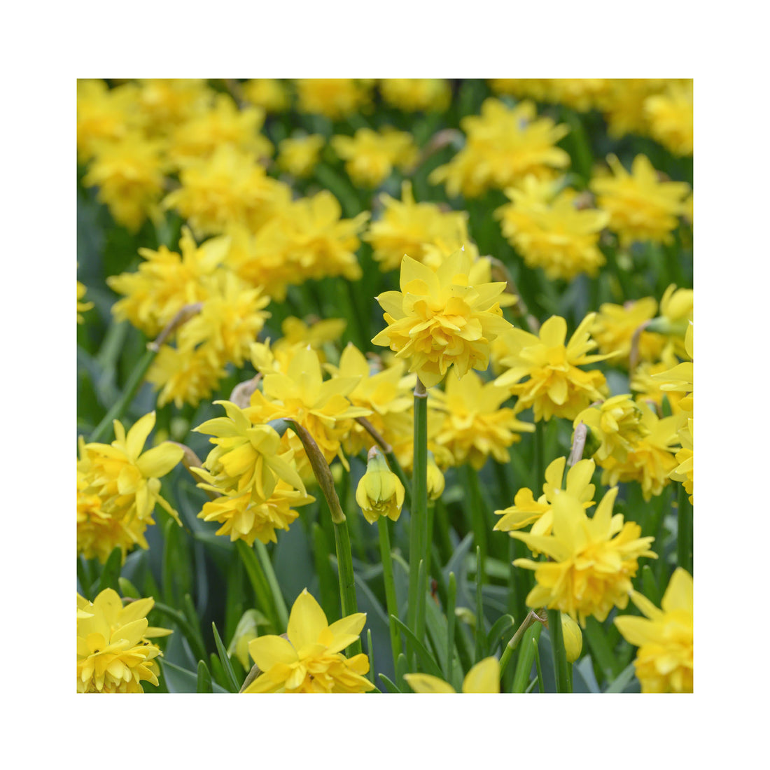 Narcissus Botanical Tete Deluxe