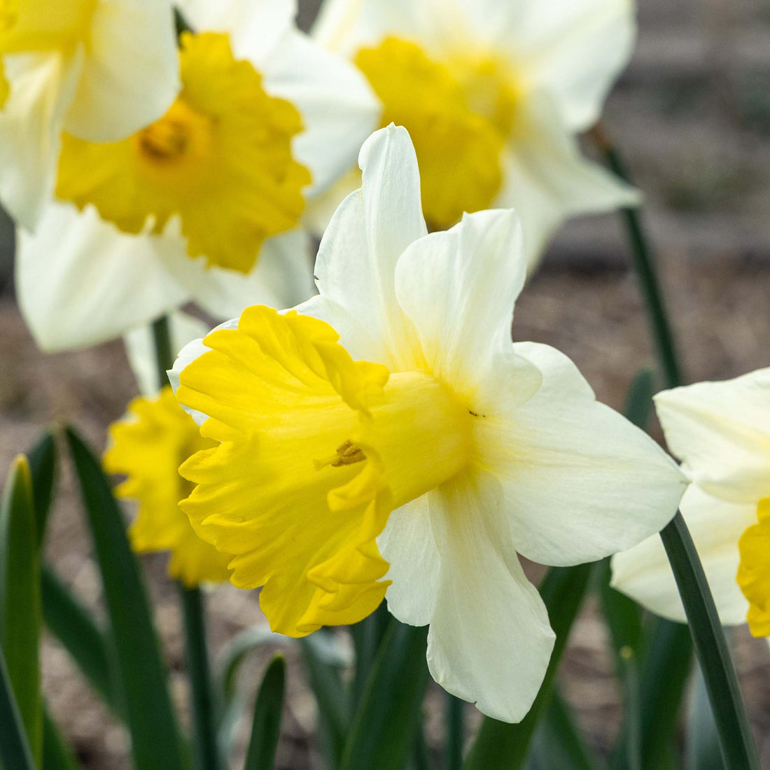 Narcissus Victoria