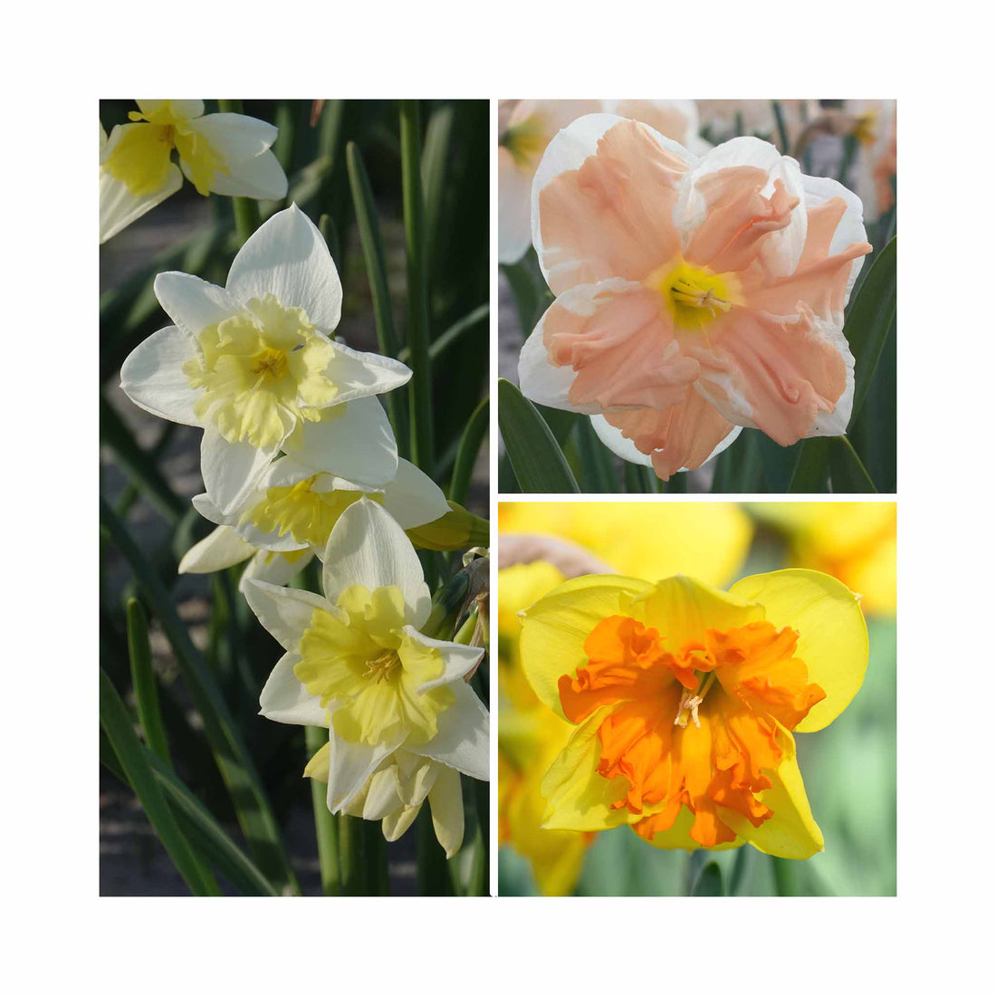 Narcissus Collection