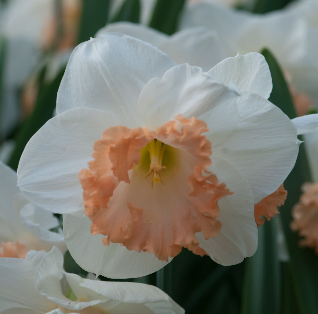 Narcissus Mon Cheri