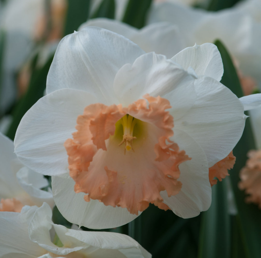 Narcissus Mon Cheri