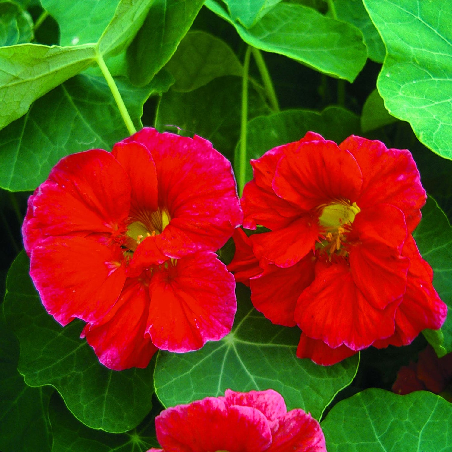 Nasturtium Cherry Rose