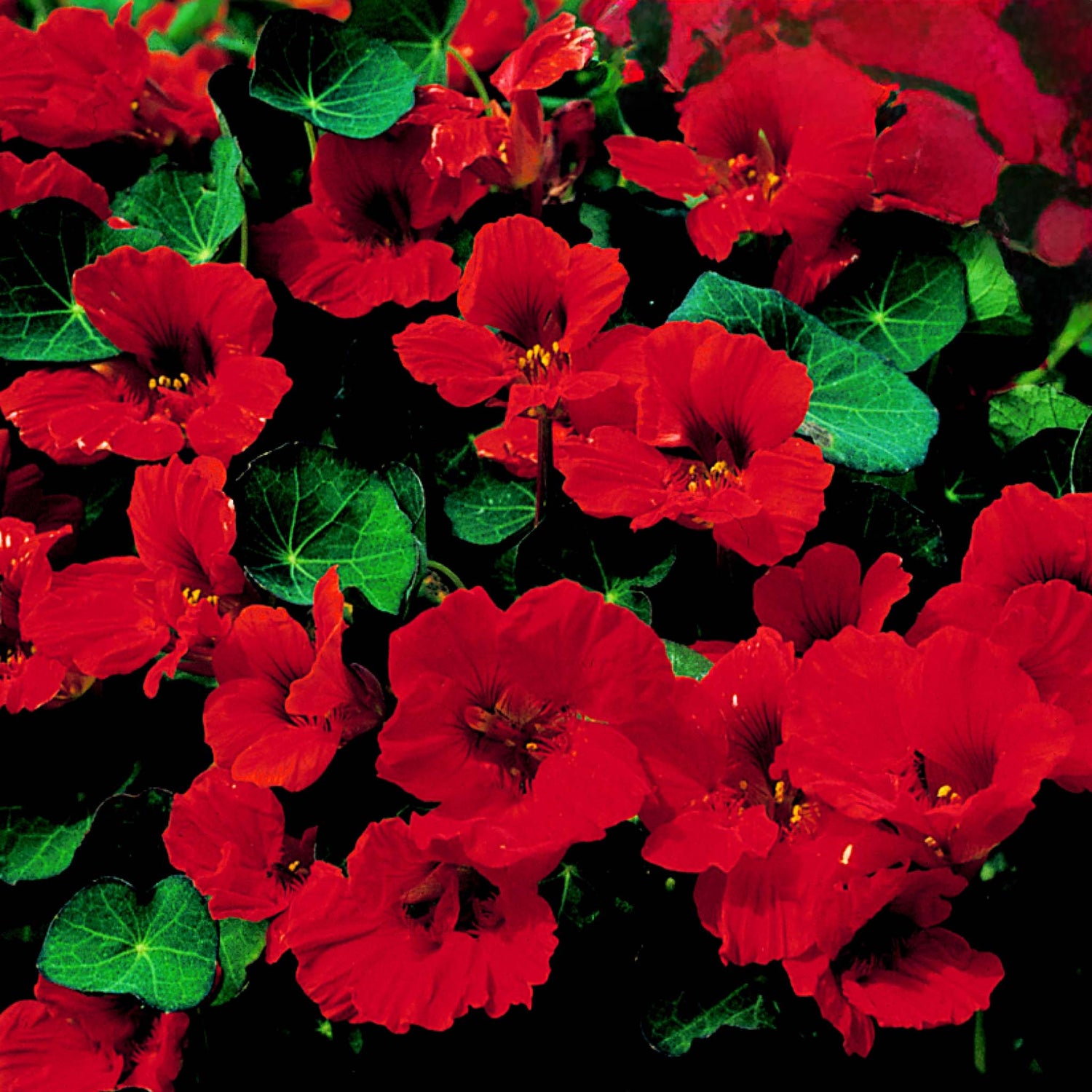 Nasturtium Empress of India