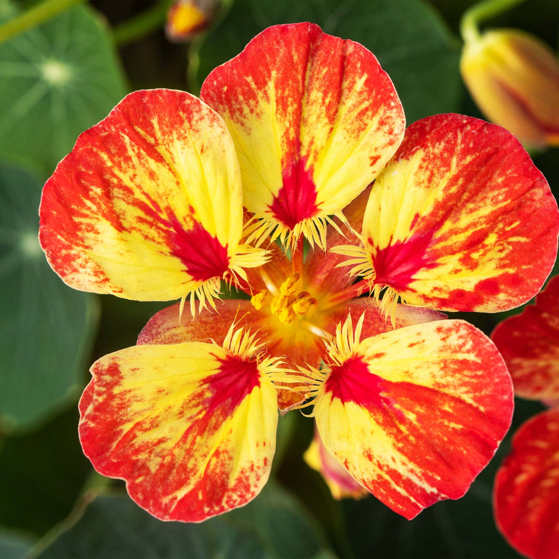 Nasturtium Ice Cream Sundae