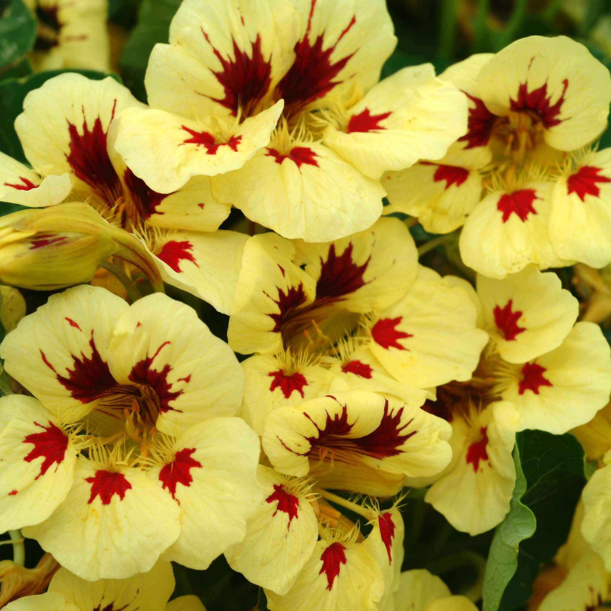 Nasturtium Ladybird Cream Purple Spot