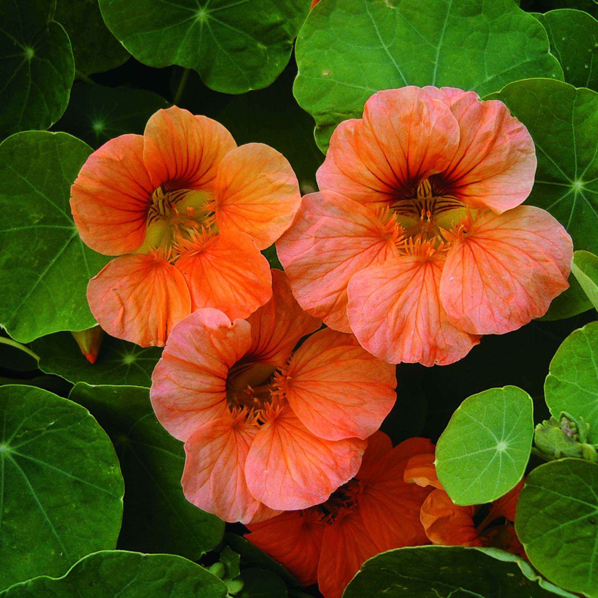 Nasturtium Tip Top Apricot