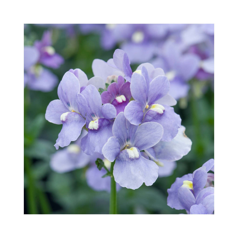 Nemesia Melody Collection