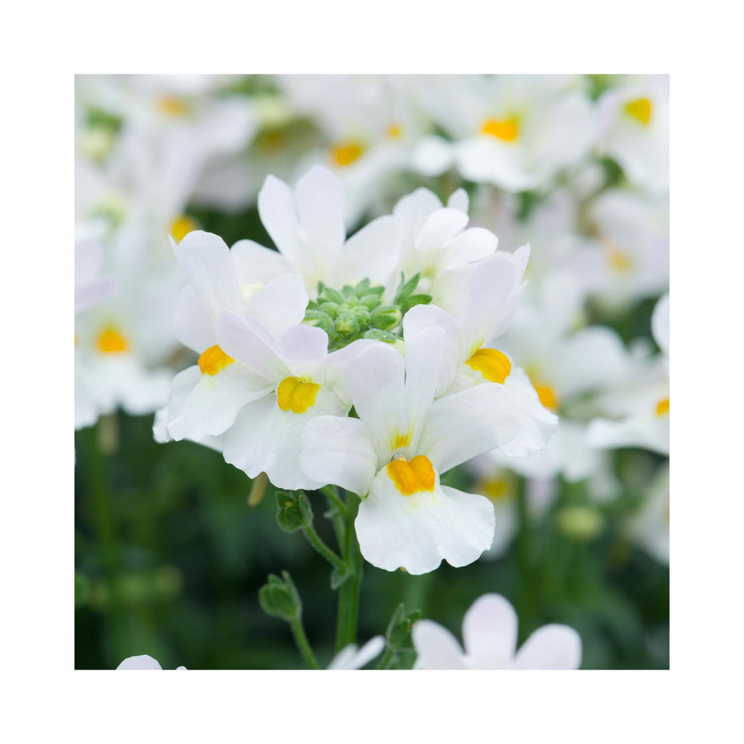 Nemesia Melody Collection