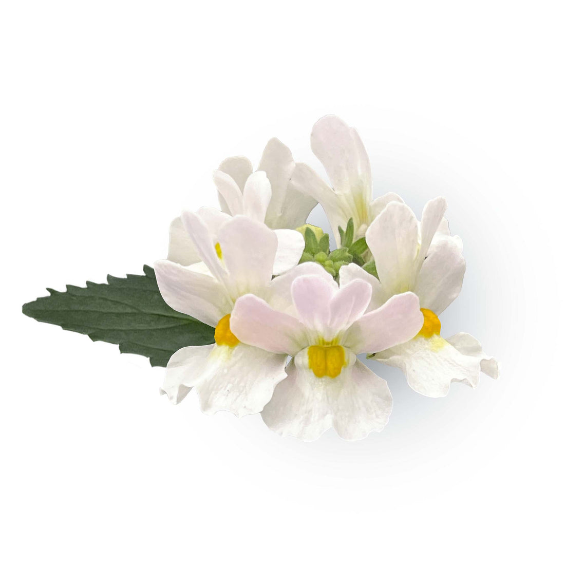 Nemesia Neminio UP Pearl