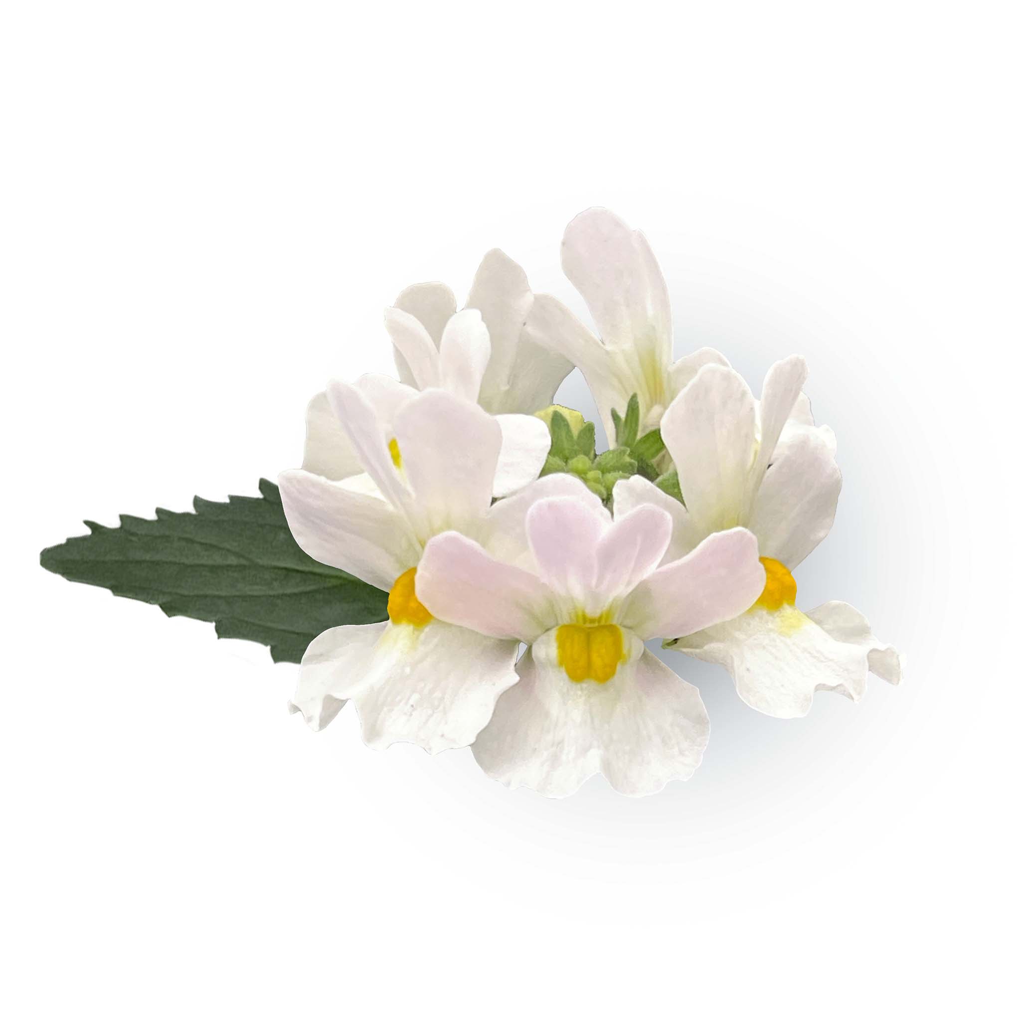 Nemesia Neminio UP Pearl