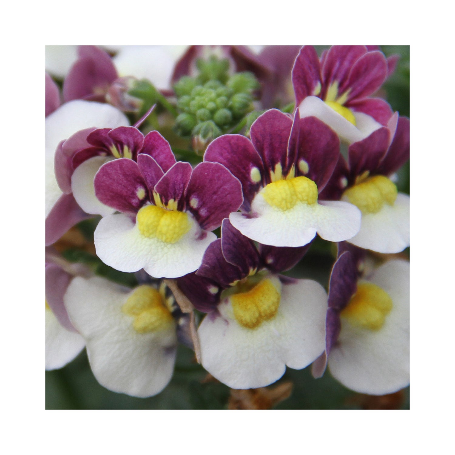 Nemesia Neminio Up Burgandy White