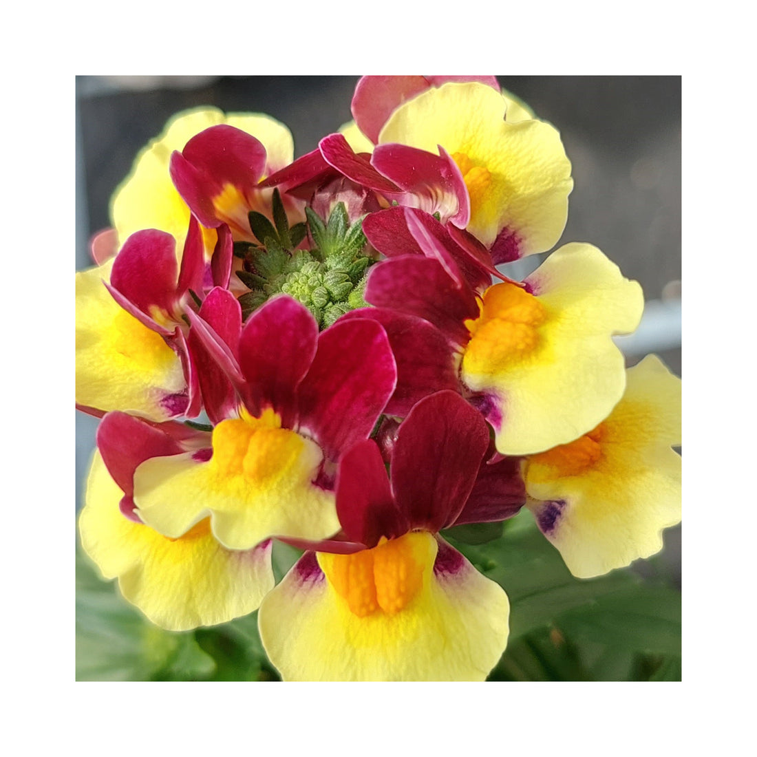 Nemesia Neminio Up Burgandy Yellow