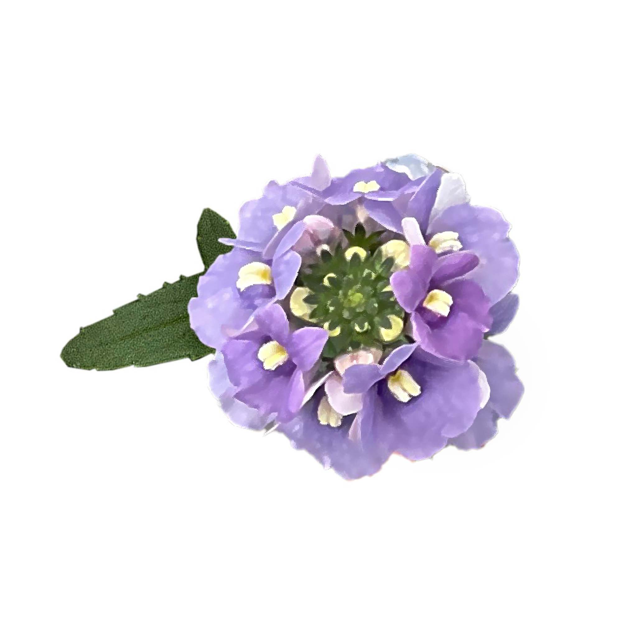 Nemesia Neminio UP Lilac