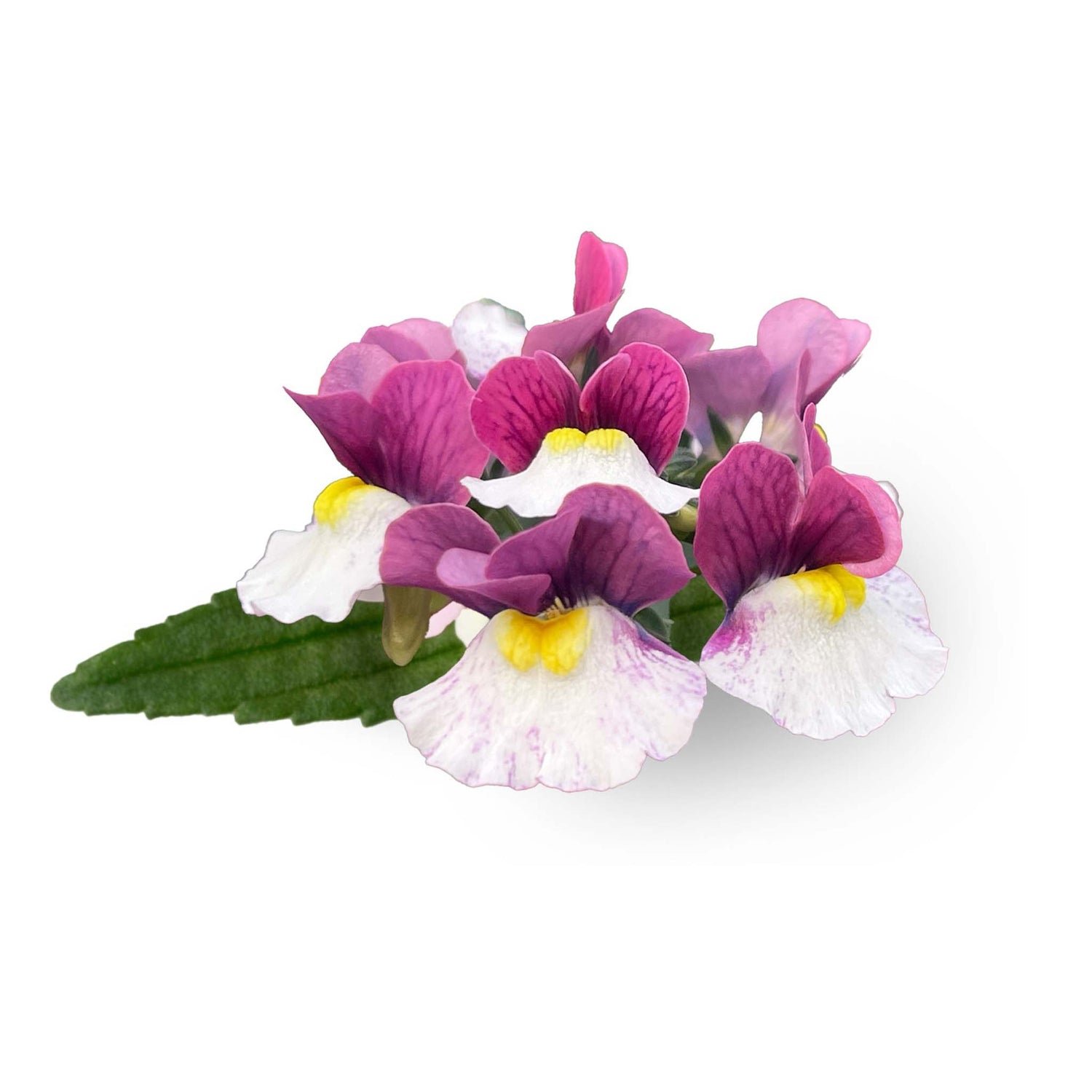 Nemesia Neminio UP Pink White