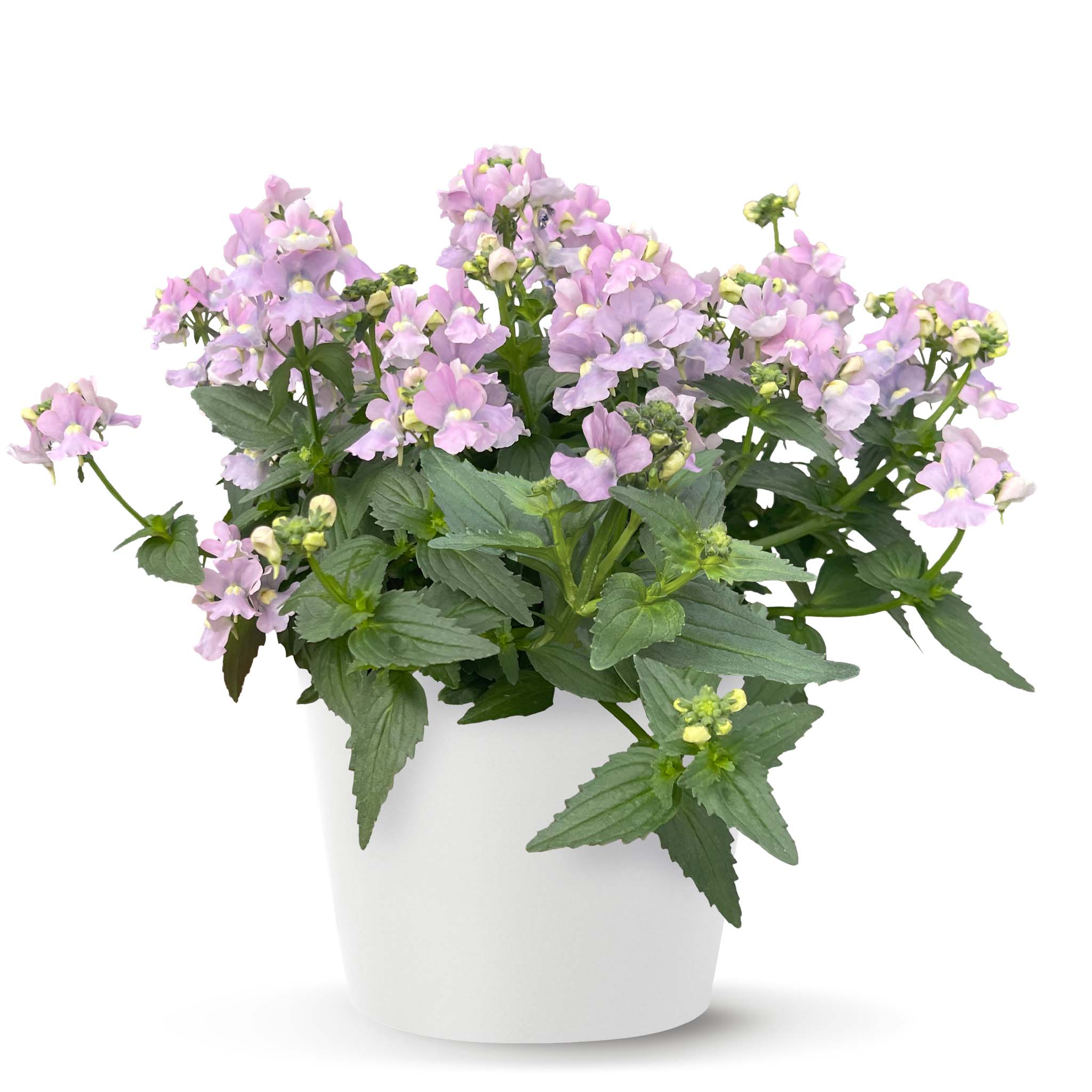 Nemesia Neminio UP Rose