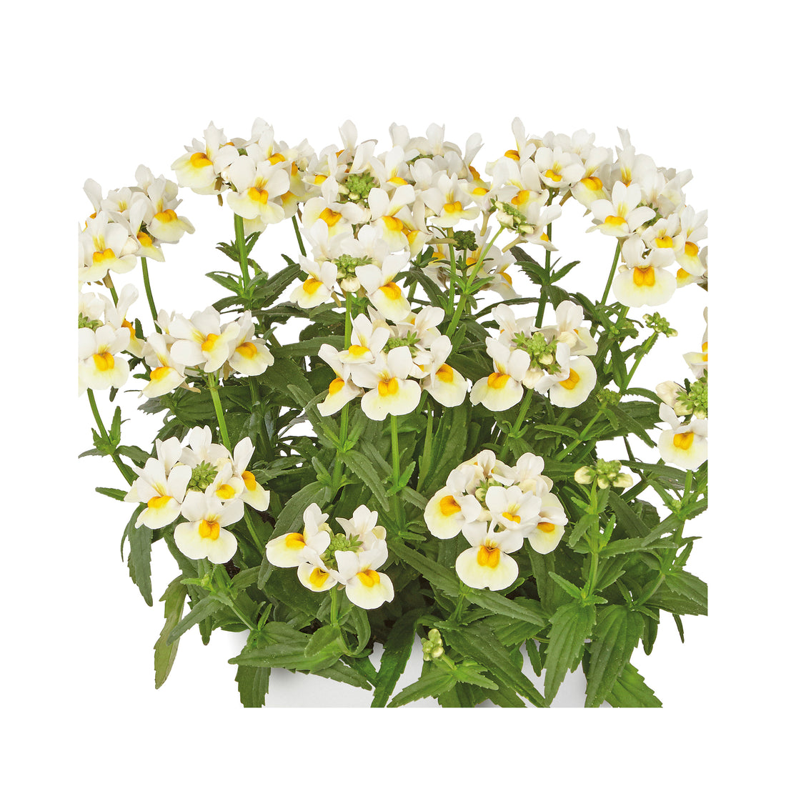 Nemesia Neminio Up Lemon White