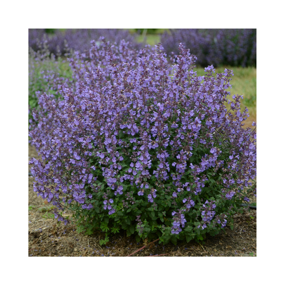 Nepeta Kitten Around