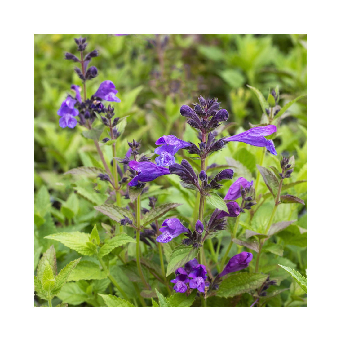 Nepeta Prelude Purple