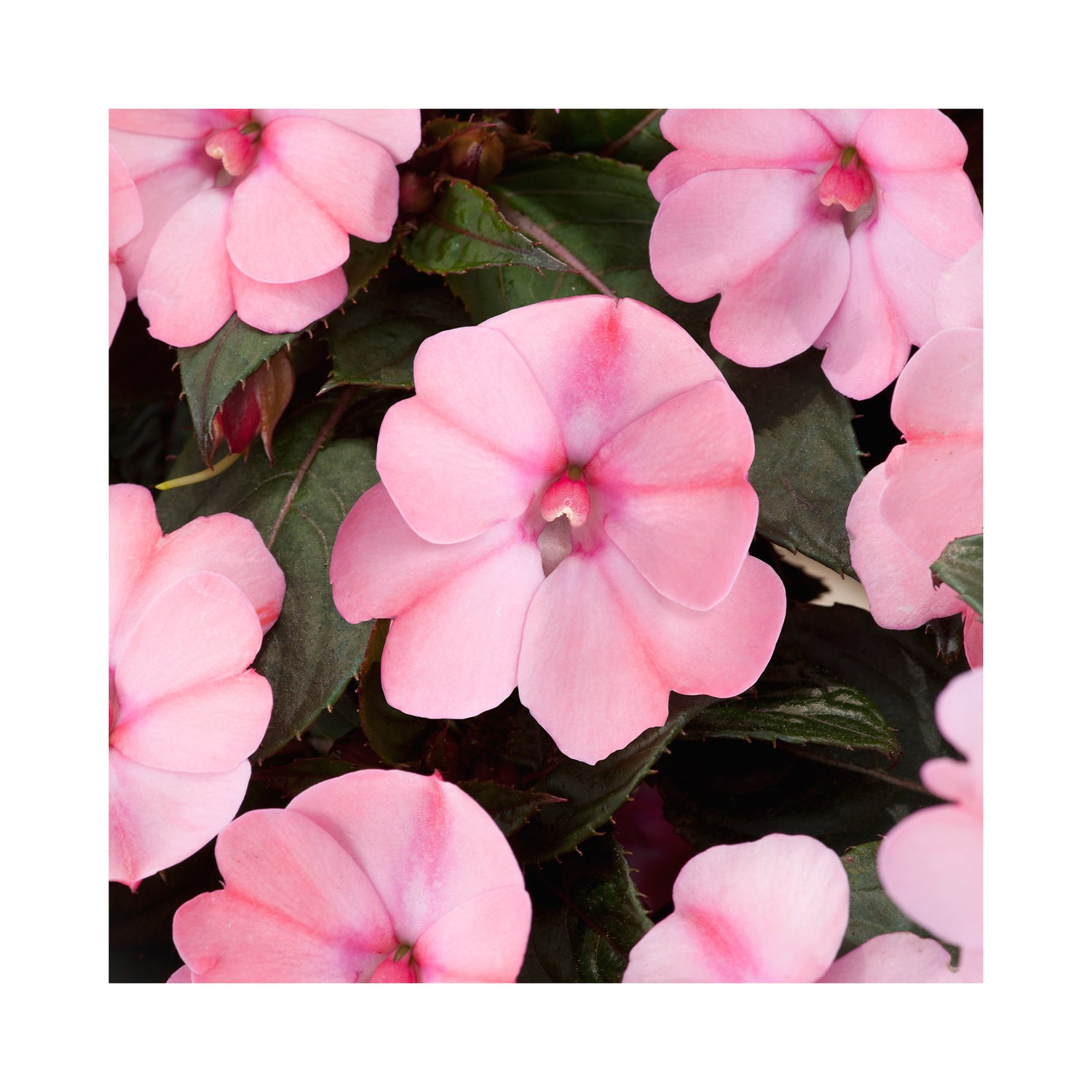 New Guinea Impatiens Compact Blush Pink