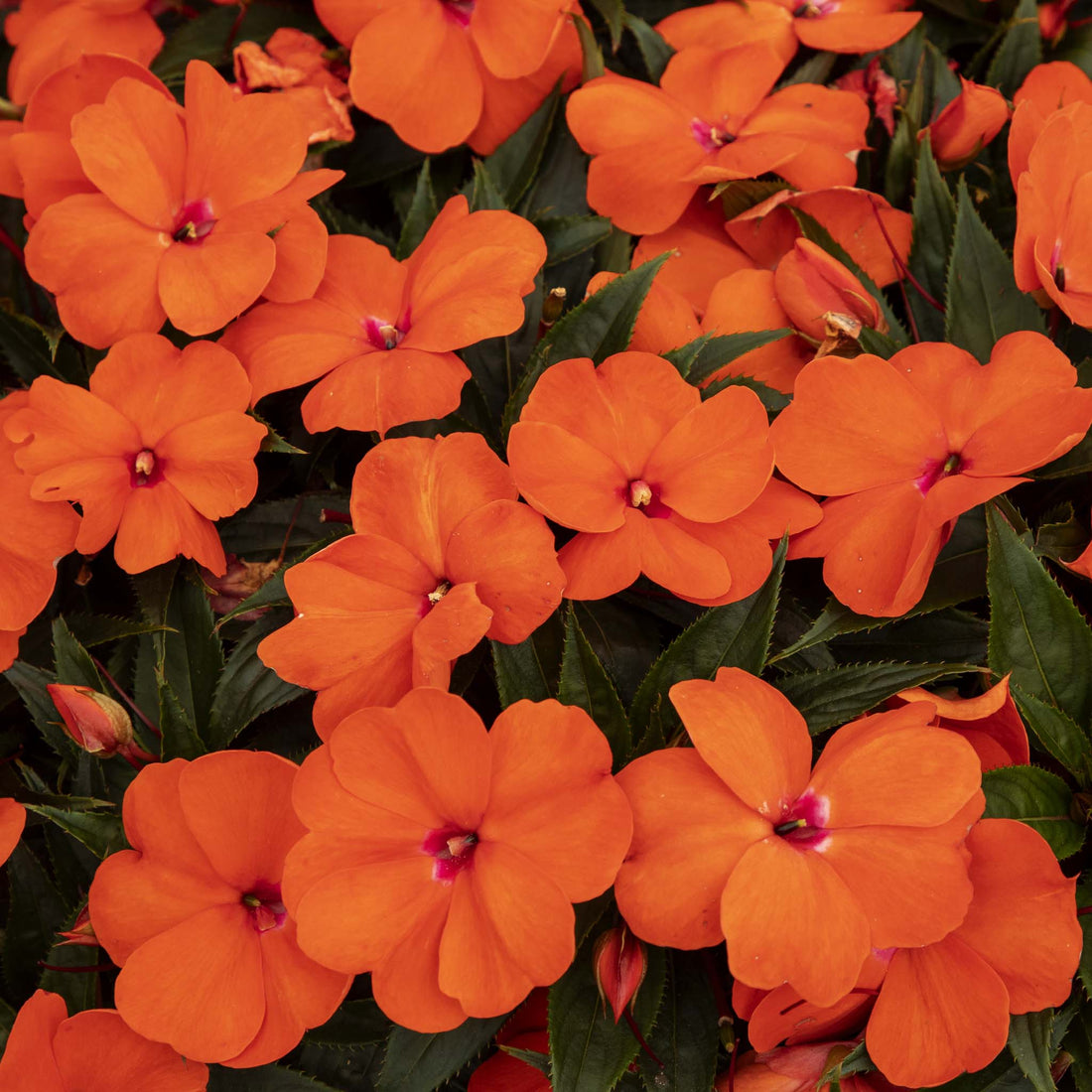New Guinea Impatiens Orange