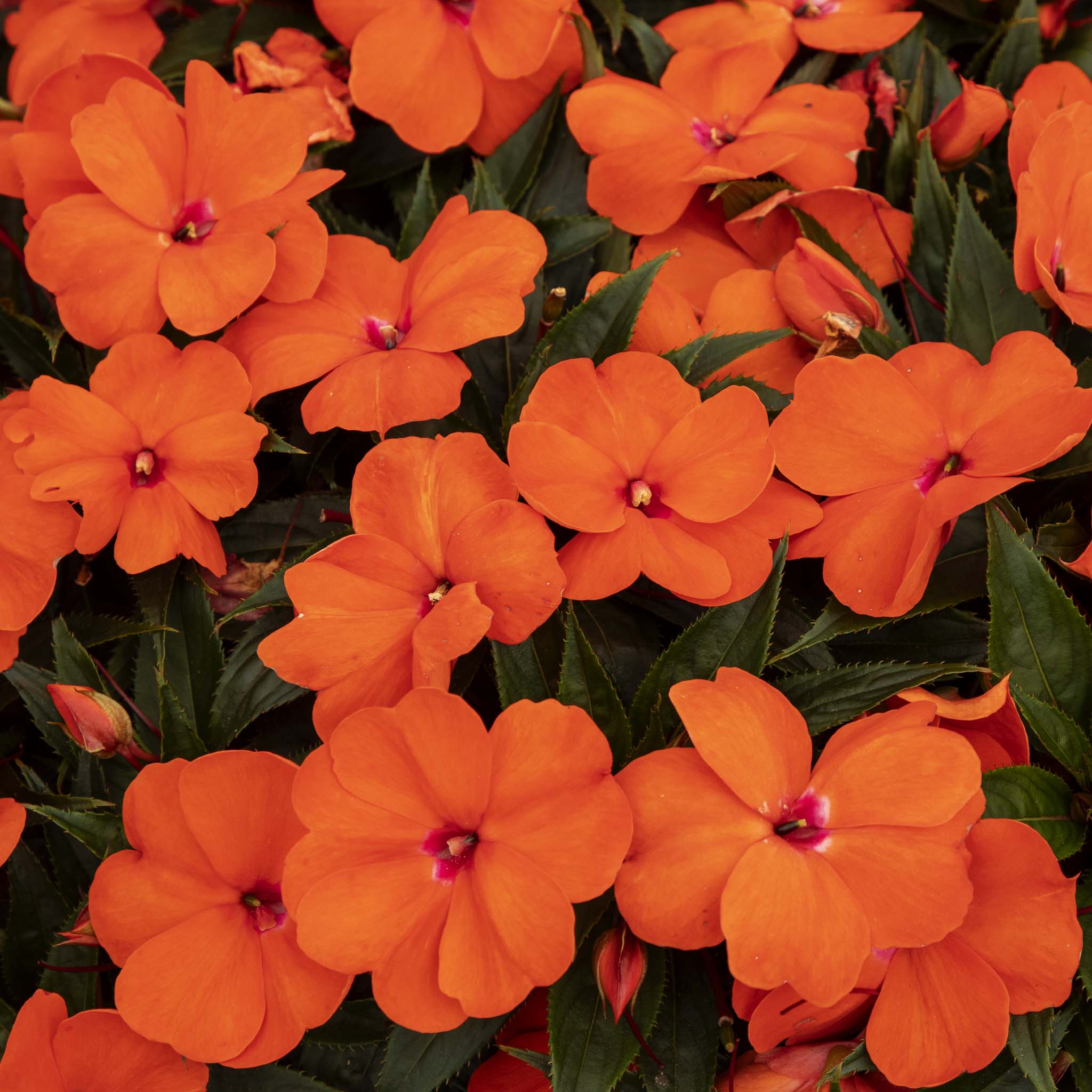 New Guinea Impatiens Orange