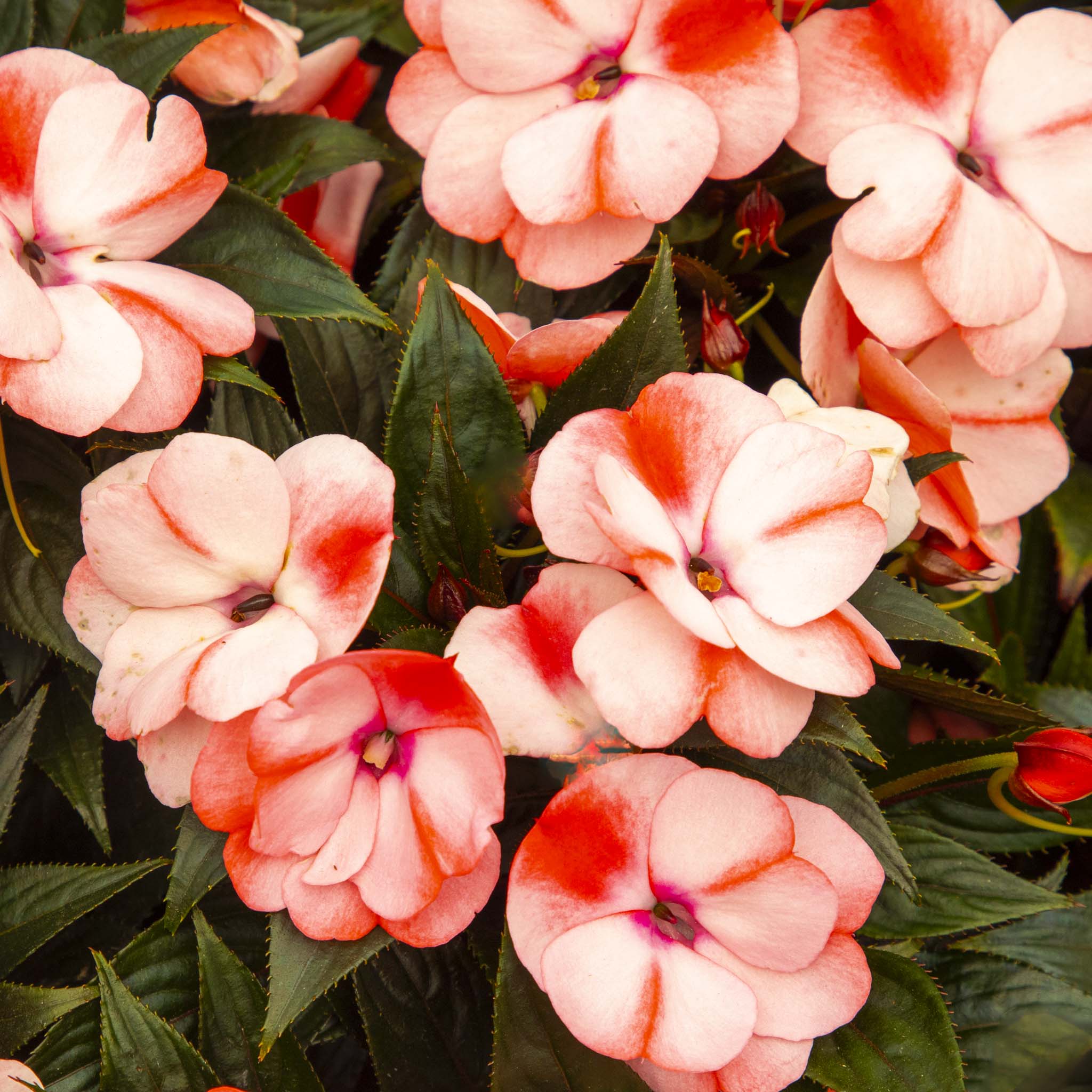 New Guinea Impatiens Peach Star