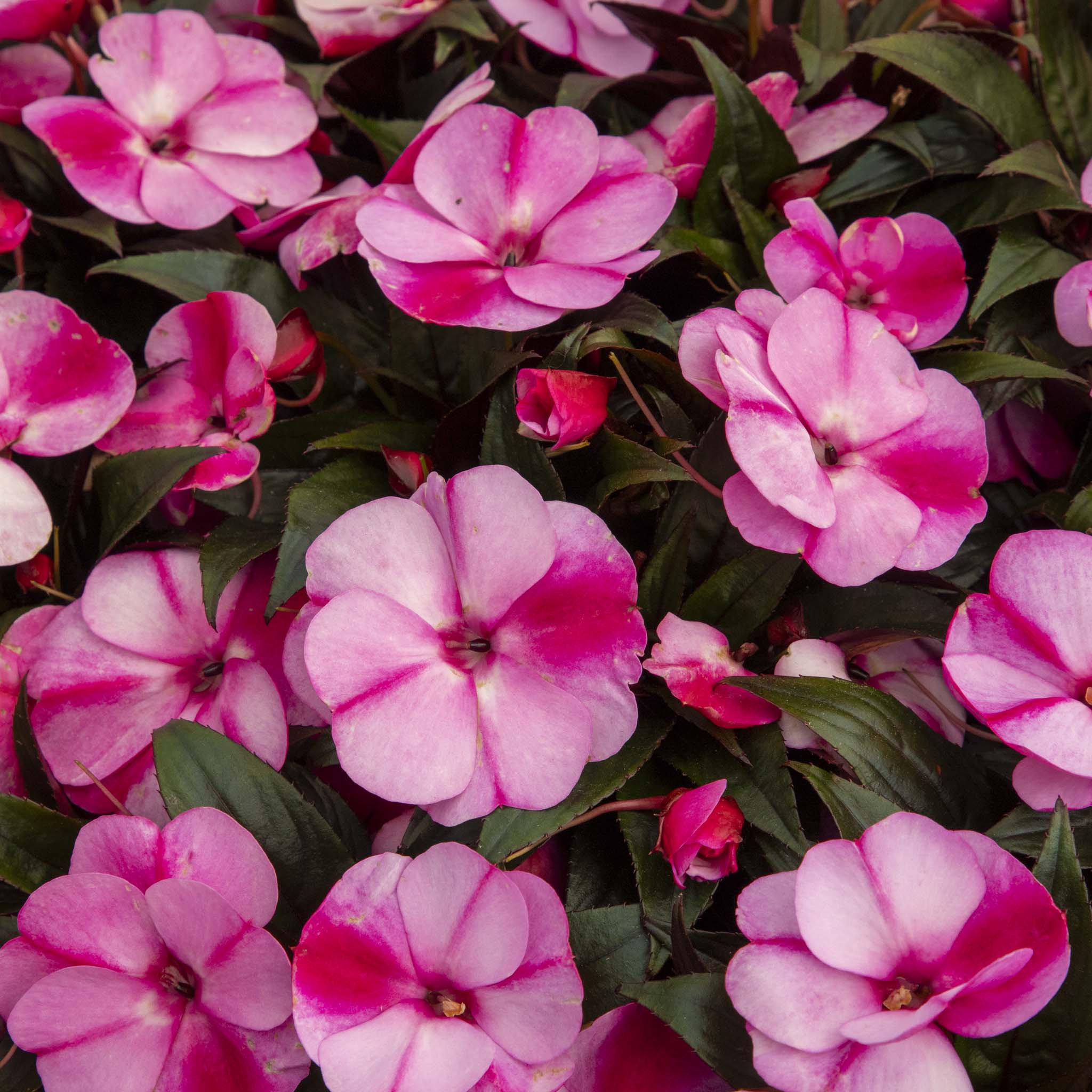 New Guinea Impatiens Purple Star