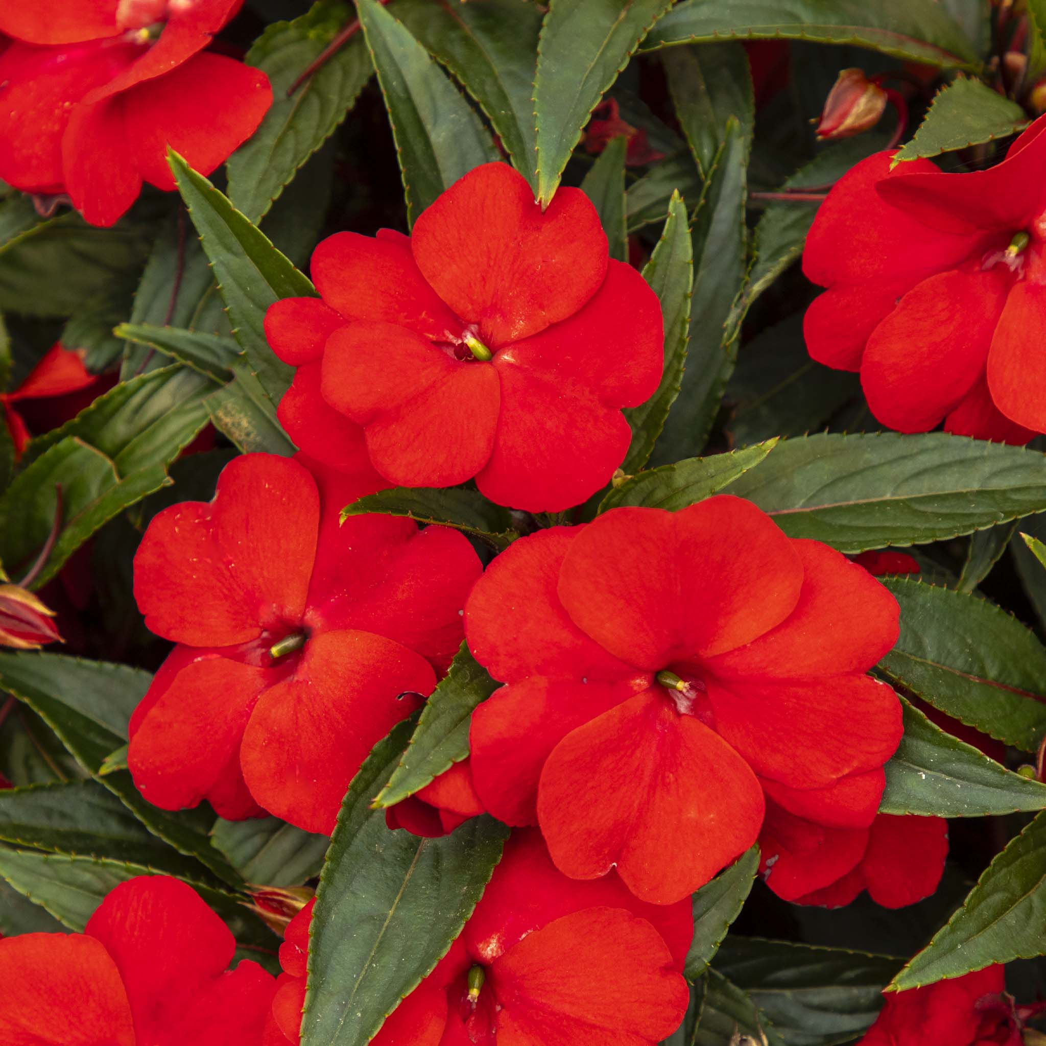 New Guinea Impatiens Red