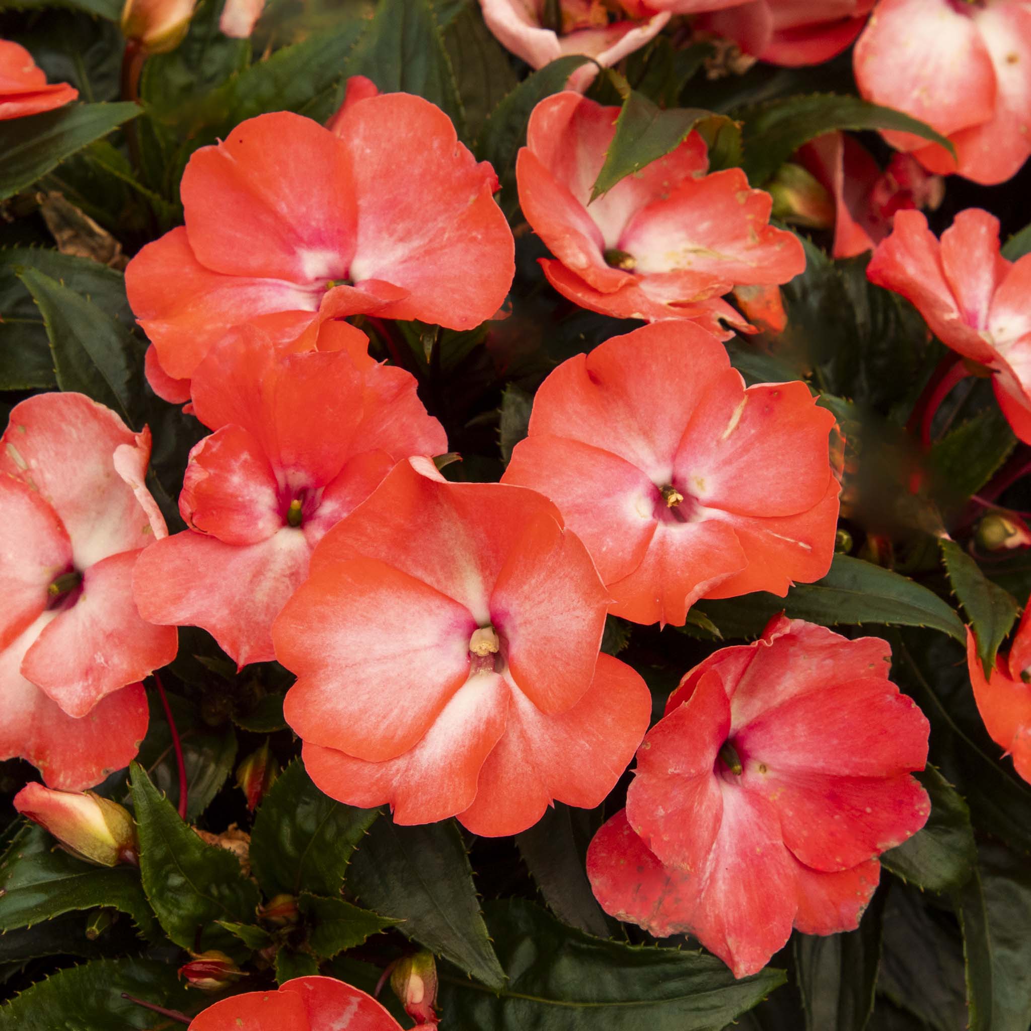 New Guinea Impatiens Salmon
