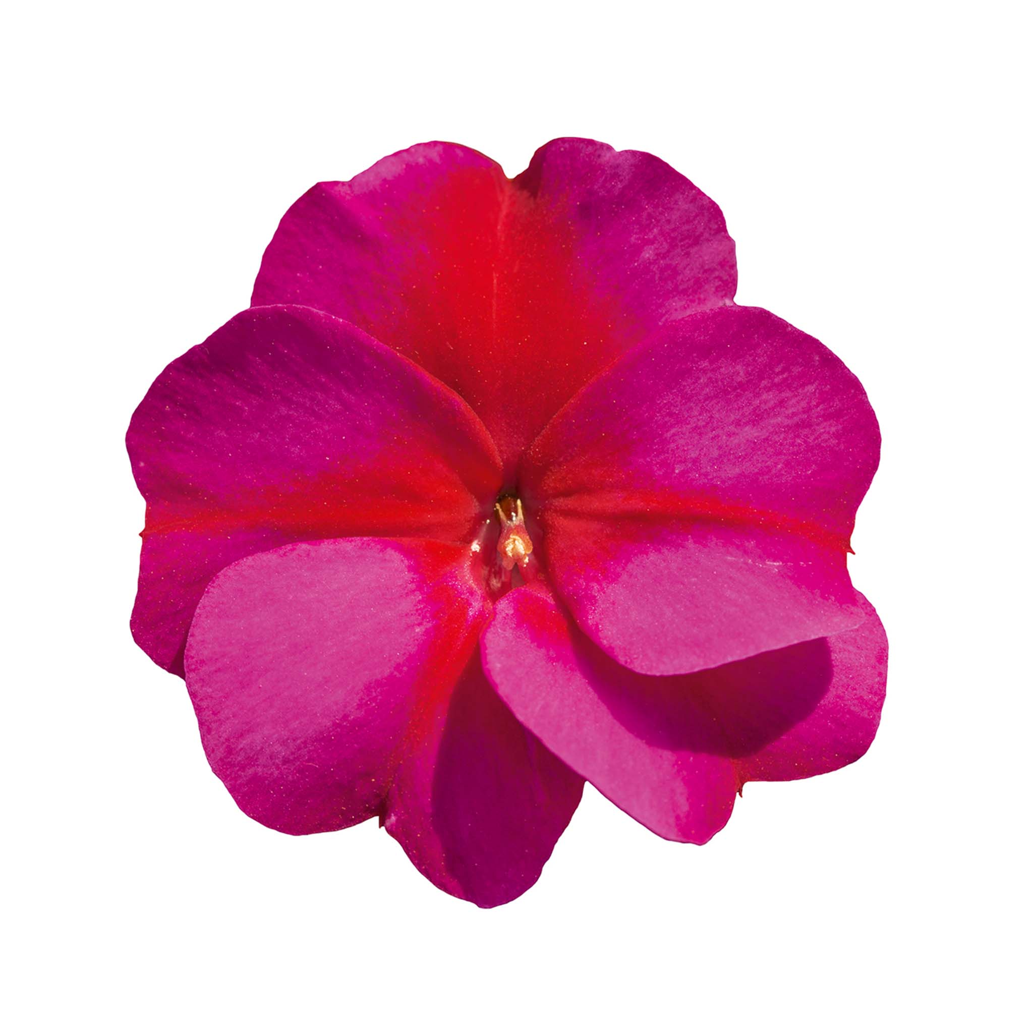 New Guinea Impatiens Magenta Star