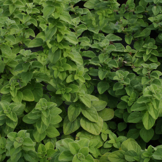 Oregano Hot  n  Spicy