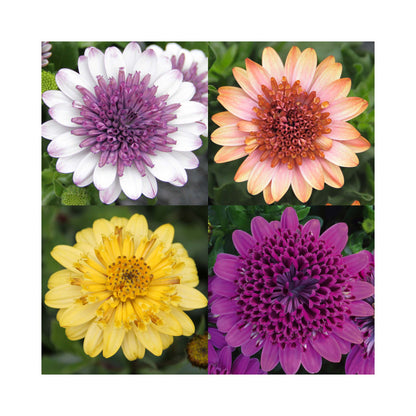Osteospermum Double Flowering Collection