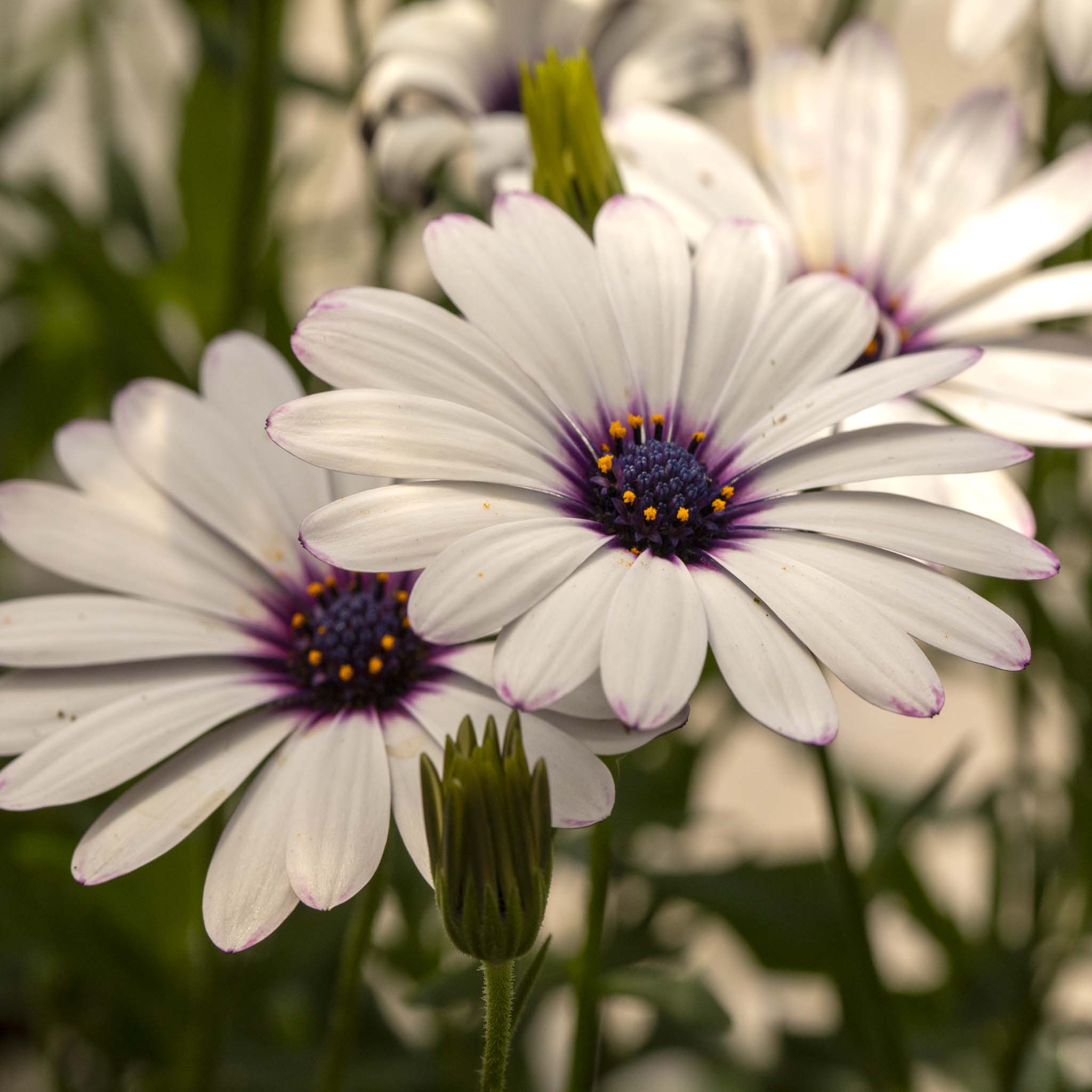 Osteospermum soleo White