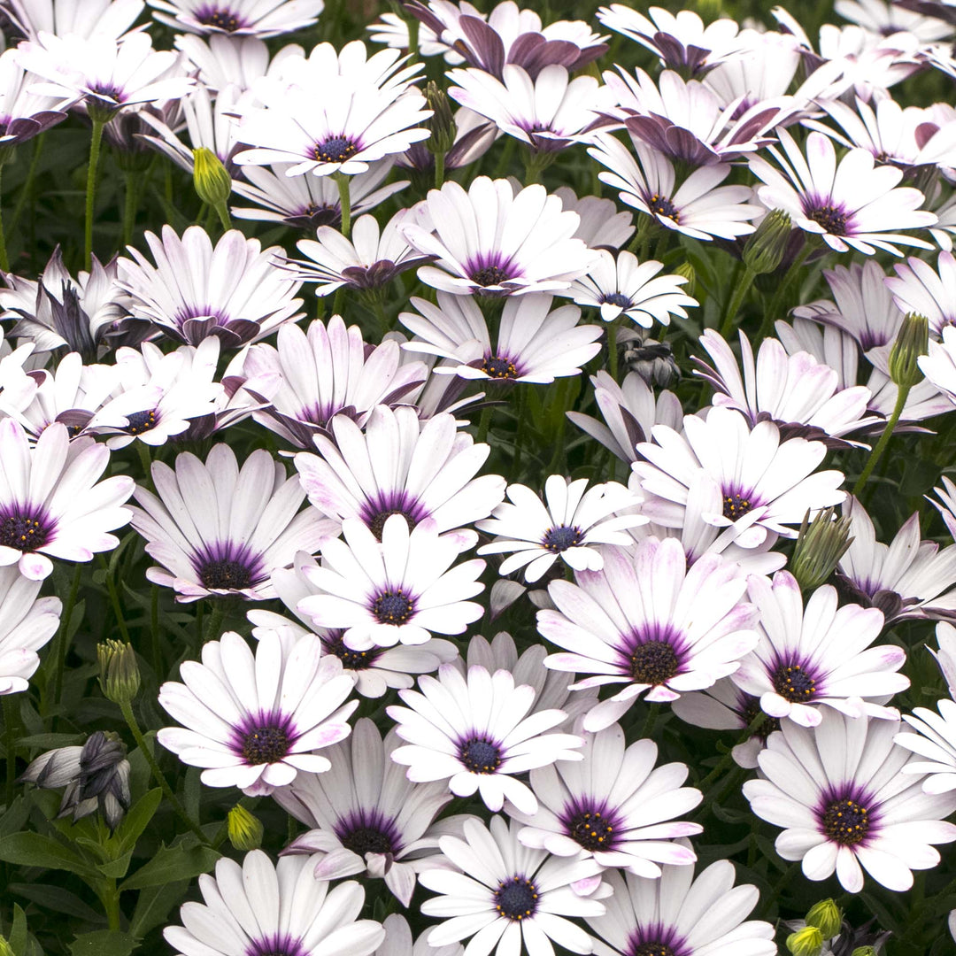 Osteospermum soleo White