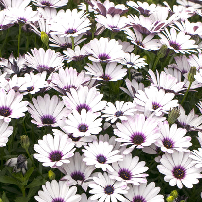 Osteospermum soleo White