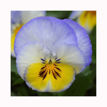 Pansy Cool Wave Blueberry Swirl