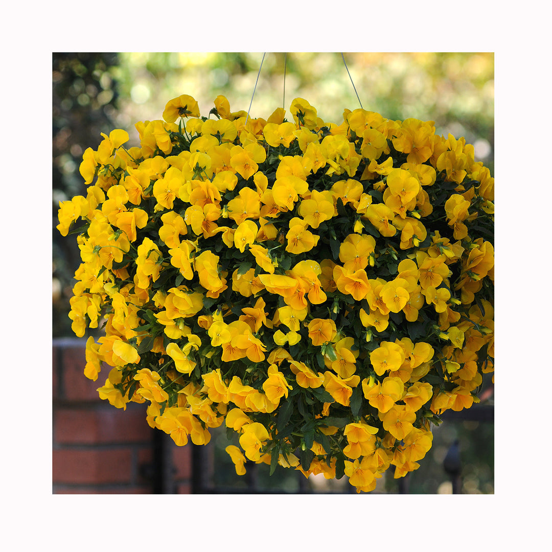 Pansy FreeFall Pre Planted Hanging Basket