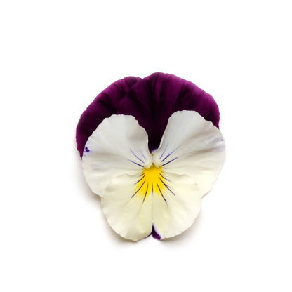 Pansy Cool Wave Violet Wing