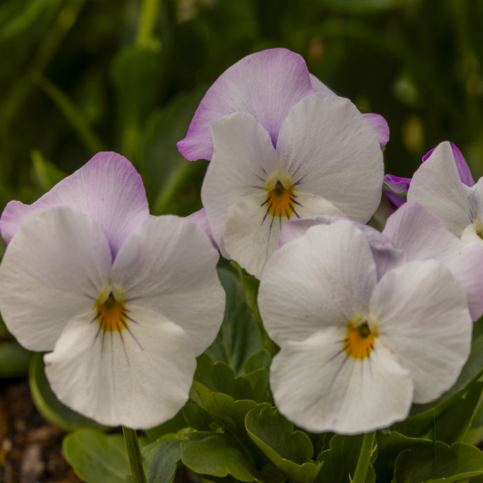 Pansy Freefall White Rose Wing