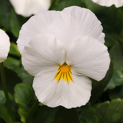 Cool wave trailing pansy white